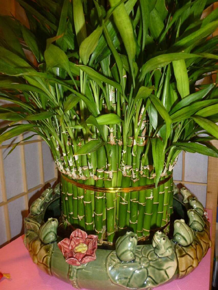 鎮宅又招財！3種綠植養家裡，越養越「值錢」，財源滾滾來！