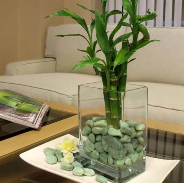 鎮宅又招財！3種綠植養家裡，越養越「值錢」，財源滾滾來！