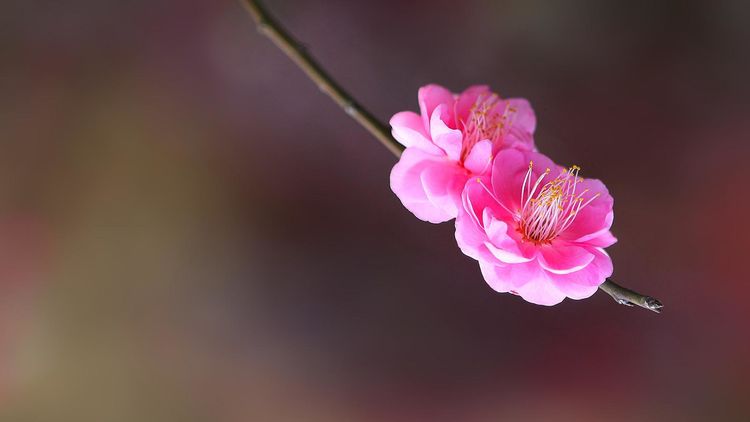 十二生肖中，這4個生肖要走大運30年，如果你一家三口都在裡面，恭喜你