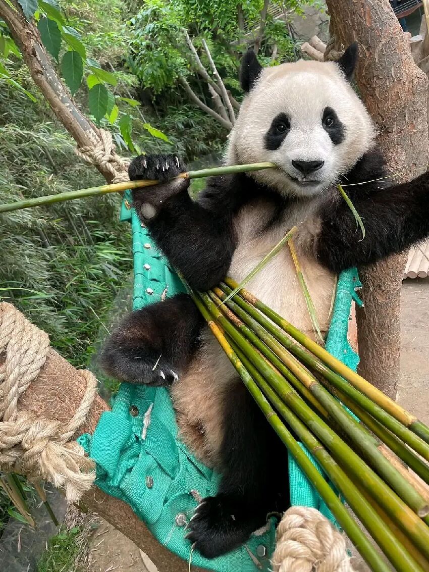 辭舊迎新！一組珍藏的福寶高清美圖分享一下