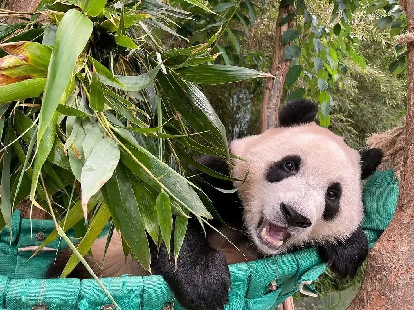 辭舊迎新！一組珍藏的福寶高清美圖分享一下