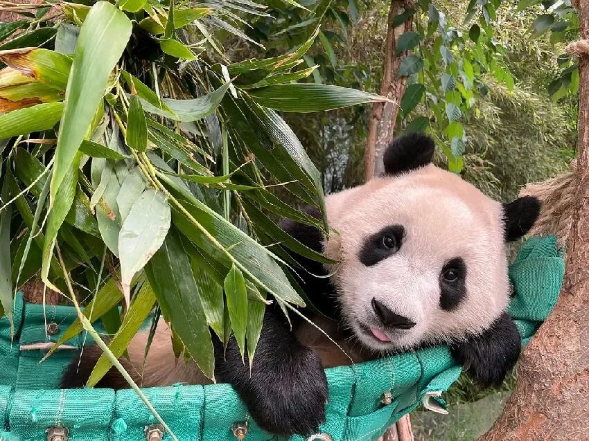 辭舊迎新！一組珍藏的福寶高清美圖分享一下