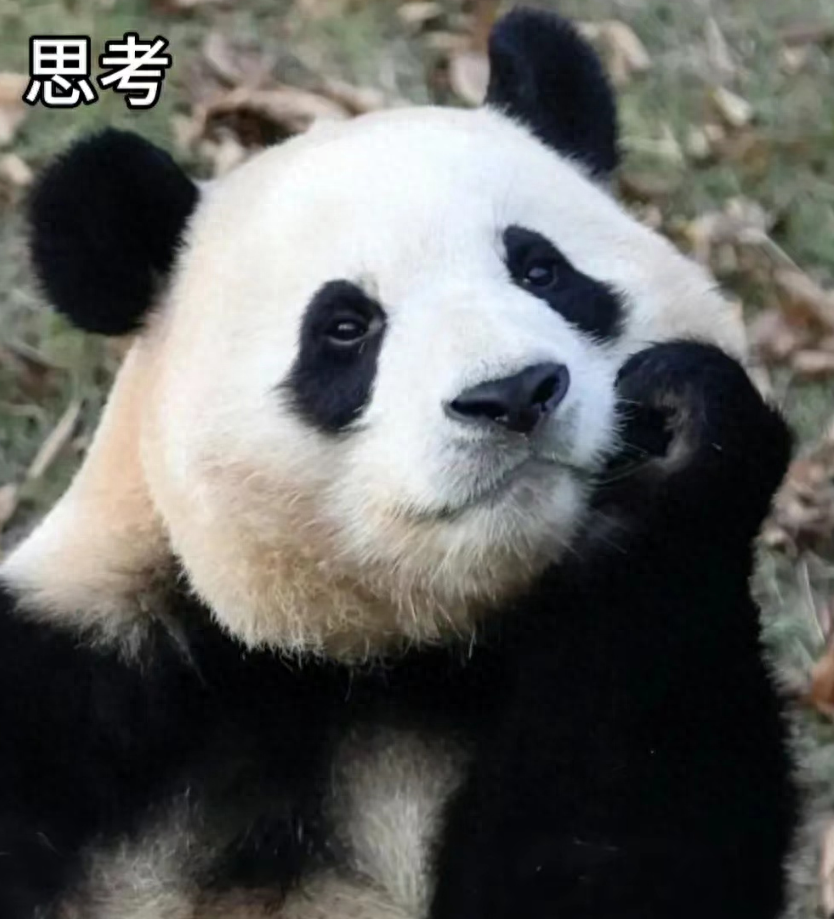 我居然在一個熊貓福寶的身上，看見了人類的表情