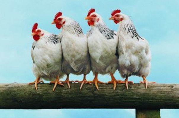 春雞，夏雞，秋雞，冬雞，不同出生時間的屬雞人一生運勢，家有屬雞的人快接！