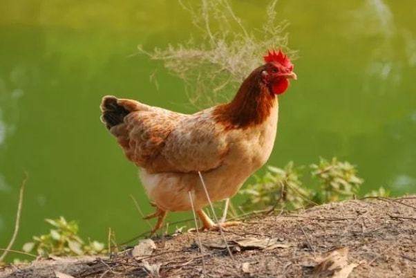 春雞，夏雞，秋雞，冬雞，不同出生時間的屬雞人一生運勢，家有屬雞的人快接！