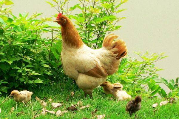 春雞，夏雞，秋雞，冬雞，不同出生時間的屬雞人一生運勢，家有屬雞的人快接！