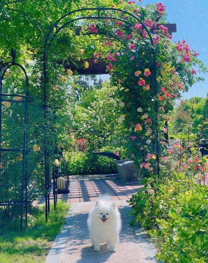 買下千平豪宅！知名女星「親自養花種菜」享受田園生活　接地氣生活「圈粉百萬」網友：實名羨慕了