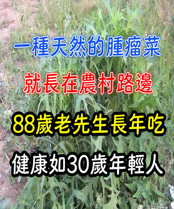 一種「天然的腫瘤菜」 就長在農村路邊，88歲老先生長年吃，健康如30歲年輕人