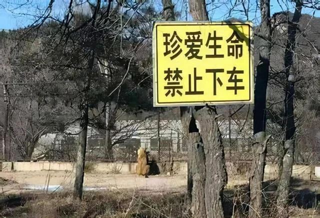 16年八達嶺野生動物園私自下車，被老虎撕咬的趙菁，後來怎樣了？