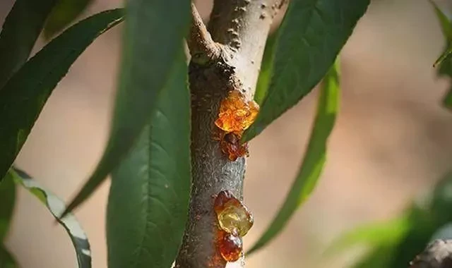 平民燕窩 ~ 木瓜燉桃膠 ~ 想要皮膚好，桃膠少不了做法簡單，效果超好