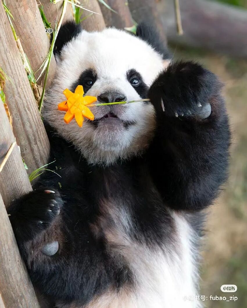 來看看這些可愛大熊貓 *玖菜花葉  *萌蘭一家  *福寶一家