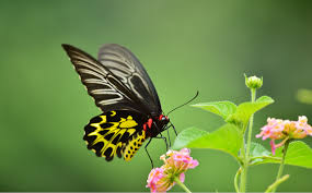 家裡飛進蝴蝶，切記不要去驅逐！是大吉兆啊