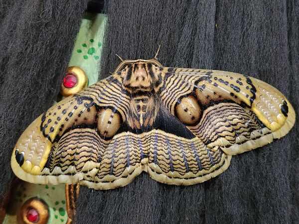 玄天上帝聖誕「巨蛾集體祝壽」！隔天「神像驚人變化」信徒驚喊神蹟