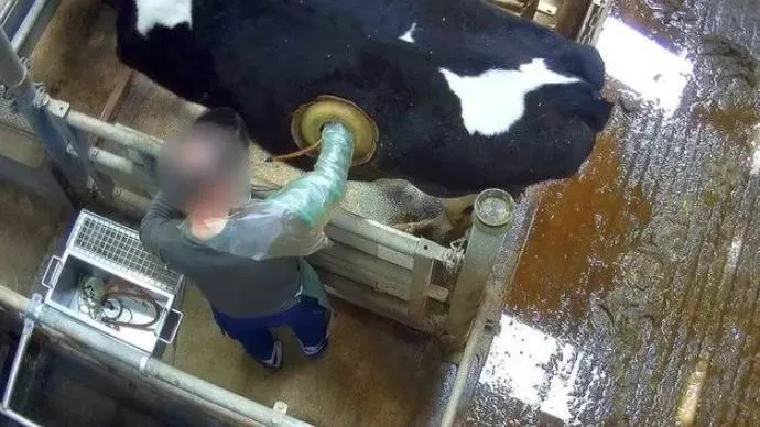 為什麼要在牛身上開個洞，還經常伸手進去掏，難道它們不會痛嗎？