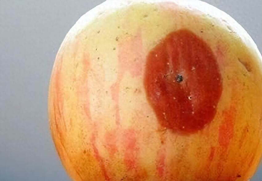 蘋果爛了一小塊，削掉以後，剩下部分到底能不能吃，看完漲知識了