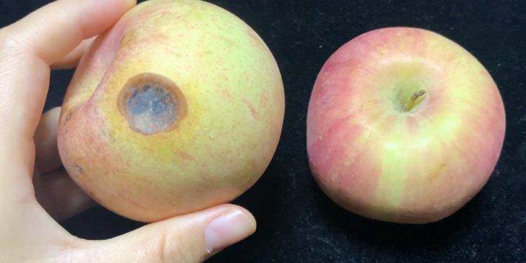 蘋果爛了一小塊，削掉以後，剩下部分到底能不能吃，看完漲知識了