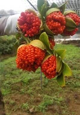 男友寄來一包「干癟蟲卵」我嚇到反胃直接扔掉!網友急瘋:快撿回來,這可是寶貝