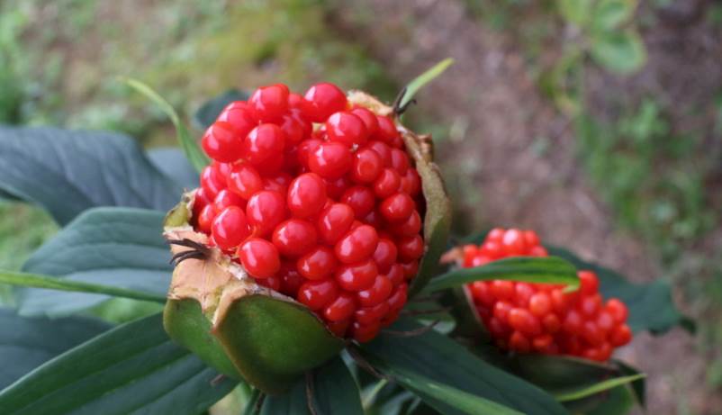 男友寄來一包「干癟蟲卵」我嚇到反胃直接扔掉!網友急瘋:快撿回來,這可是寶貝