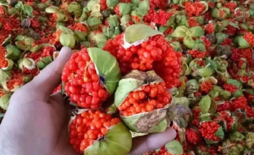 男友寄來一包「干癟蟲卵」我嚇到反胃直接扔掉!網友急瘋:快撿回來,這可是寶貝