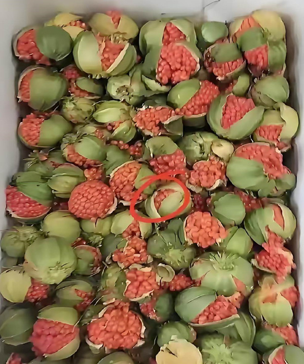 男友寄來一包「干癟蟲卵」我嚇到反胃直接扔掉!網友急瘋:快撿回來,這可是寶貝