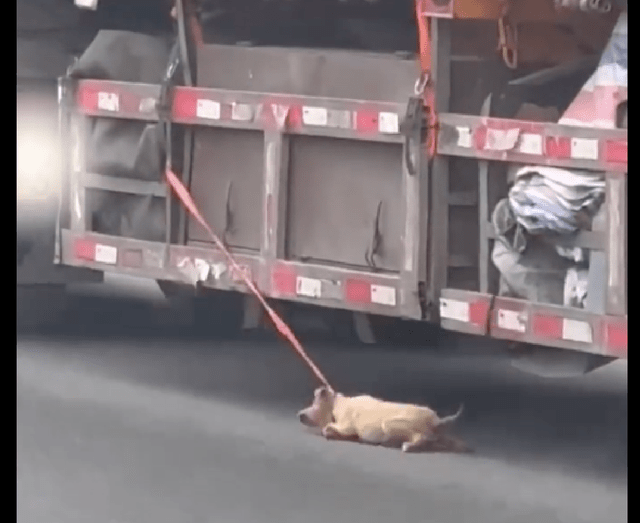 狗狗在高速路上被大貨車拖行，網友鳴笛提醒對方也沒停車，太心疼