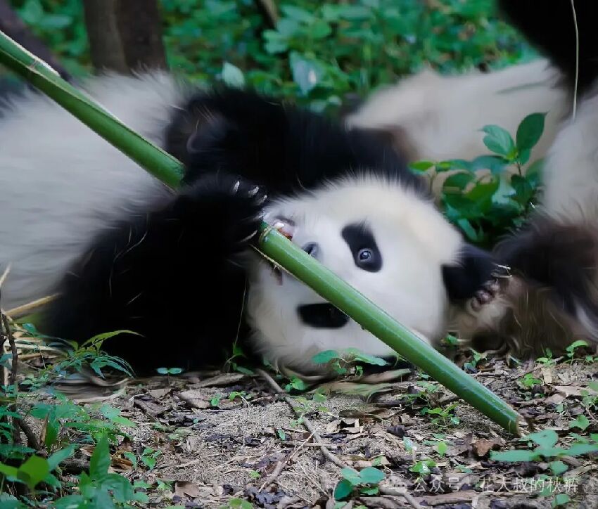 熊貓圖片分享  純享熊貓們的美圖