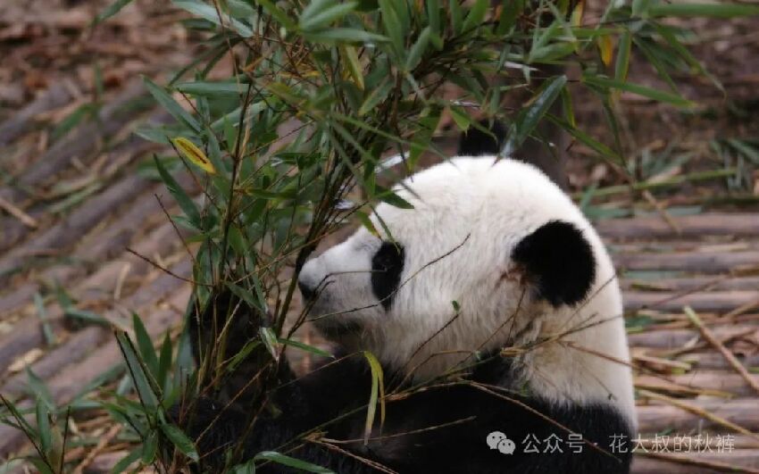 熊貓圖片分享  純享熊貓們的美圖