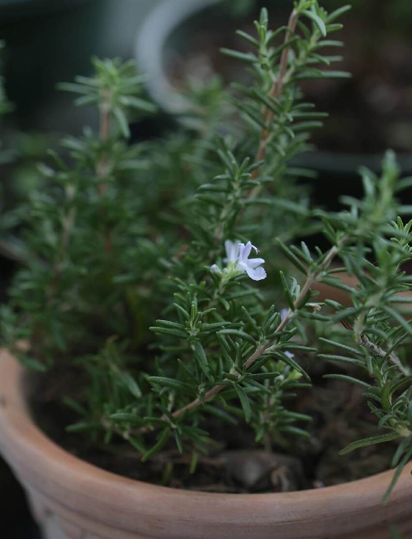 蚊子最怕這「四種花」多養一盆在陽台，香味比「香水」還好聞