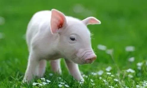 晚年對老婆最好的三個生肖，不捨得老婆受累，一生不離不棄