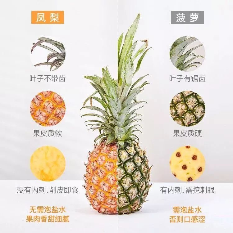 菠蘿、鳳梨傻傻分不清？一張圖告訴你它們的真正區別！