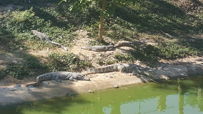 泰國兩寺廟挖出「73具屍體」冥想池還養600隻鱷魚，與早前藏12具屍體為「同一住持」！