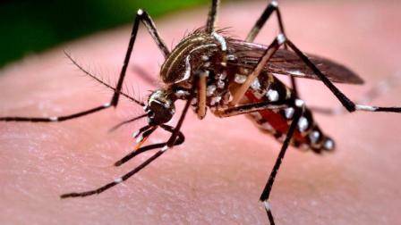 蚊子最怕的居然不是蚊香？教你個「土方法」，家裡一隻蚊子也沒了