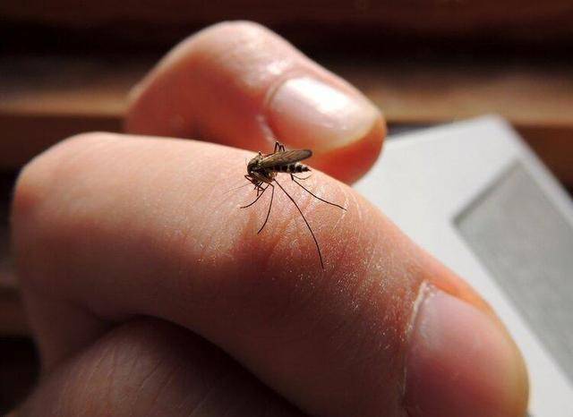 蚊子最怕的居然不是蚊香？教你個「土方法」，家裡一隻蚊子也沒了