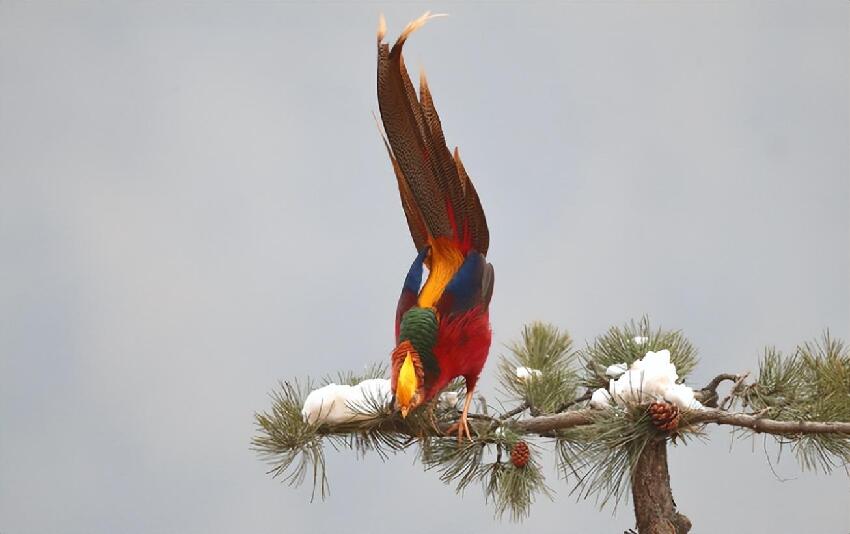 泰山拍到「人間鳳凰」？是代表吉祥的國寶，還是山裡常見的野雞？