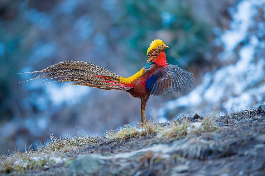 泰山拍到「人間鳳凰」？是代表吉祥的國寶，還是山裡常見的野雞？